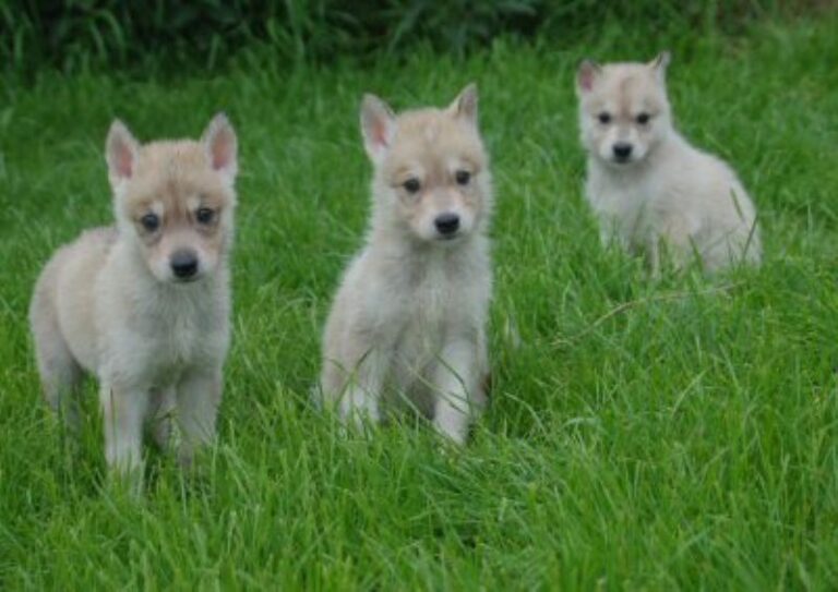 Tamaskahund
