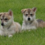 Tamaskahund