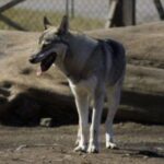 Tamaskahund