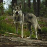 Tamaskahund