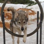 Tamaskahund