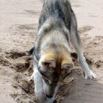 Tamaskahund