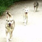 Tamaskahund