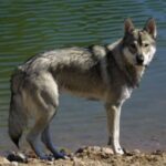 Tamaskahund