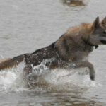 Tamaskahund
