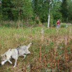 Tamaskahund