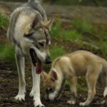 Tamaskahund