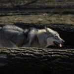 Tamaskahund