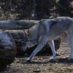 Tamaskahund
