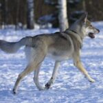 Tamaskahund
