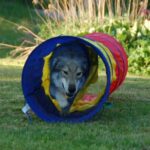 Tamaskahund