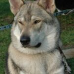 Tamaskahund