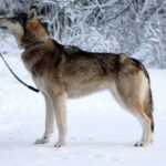 Tamaskahund