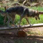 Tamaskahund