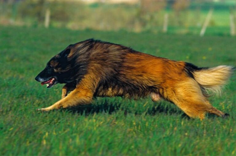 Tervueren