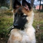 Tervueren