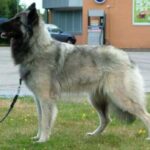 Tervueren