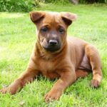 Thai Ridgeback