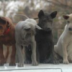 Thai Ridgeback