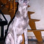 Thai Ridgeback