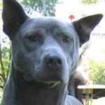Thai Ridgeback