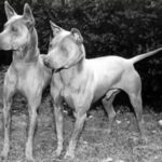 Thai Ridgeback