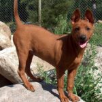 Thai Ridgeback