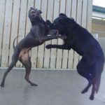 Thai Ridgeback