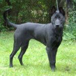 Thai Ridgeback