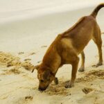 Thai Ridgeback