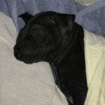 Thai Ridgeback