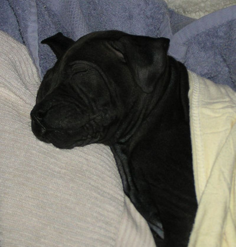 Thai Ridgeback