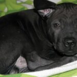 Thai Ridgeback