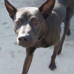 Thai Ridgeback