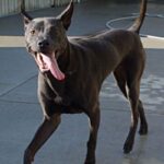 Thai Ridgeback