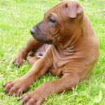 Thai Ridgeback