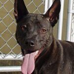 Thai Ridgeback