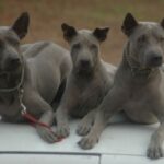Thai Ridgeback