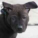Thai Ridgeback