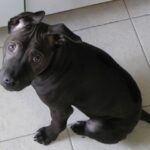 Thai Ridgeback