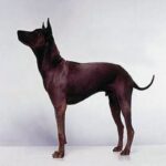 Thai Ridgeback