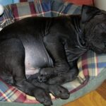 Thai Ridgeback