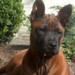 Thai Ridgeback