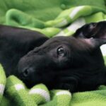 Thai Ridgeback