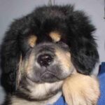 Tibetansk Mastiff