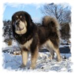 Tibetansk Mastiff