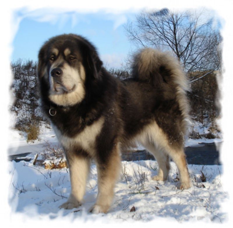 Tibetansk Mastiff