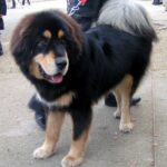 Tibetansk Mastiff