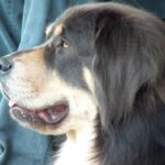 Tibetansk Mastiff