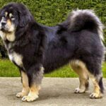 Tibetansk Mastiff